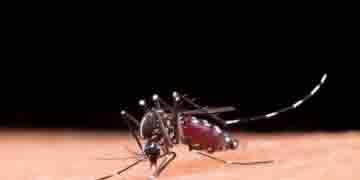 ACLS Guide To Dengue Fever